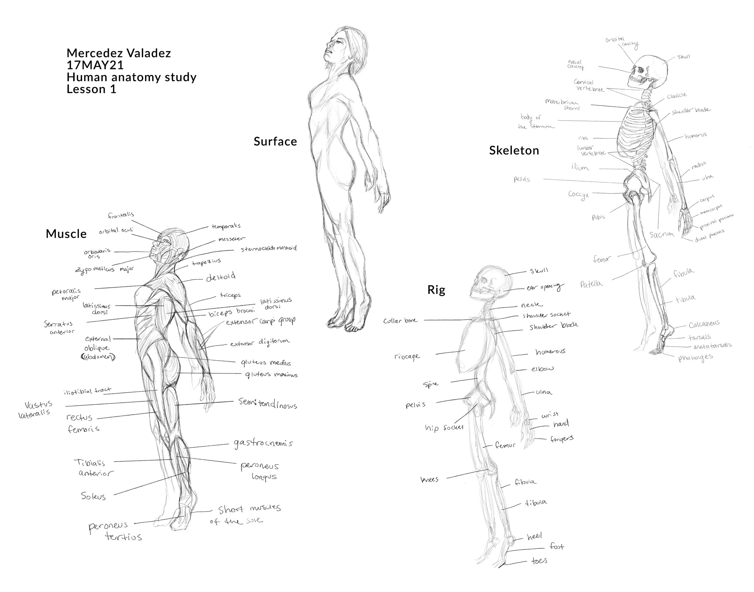 Human Anatomy Study