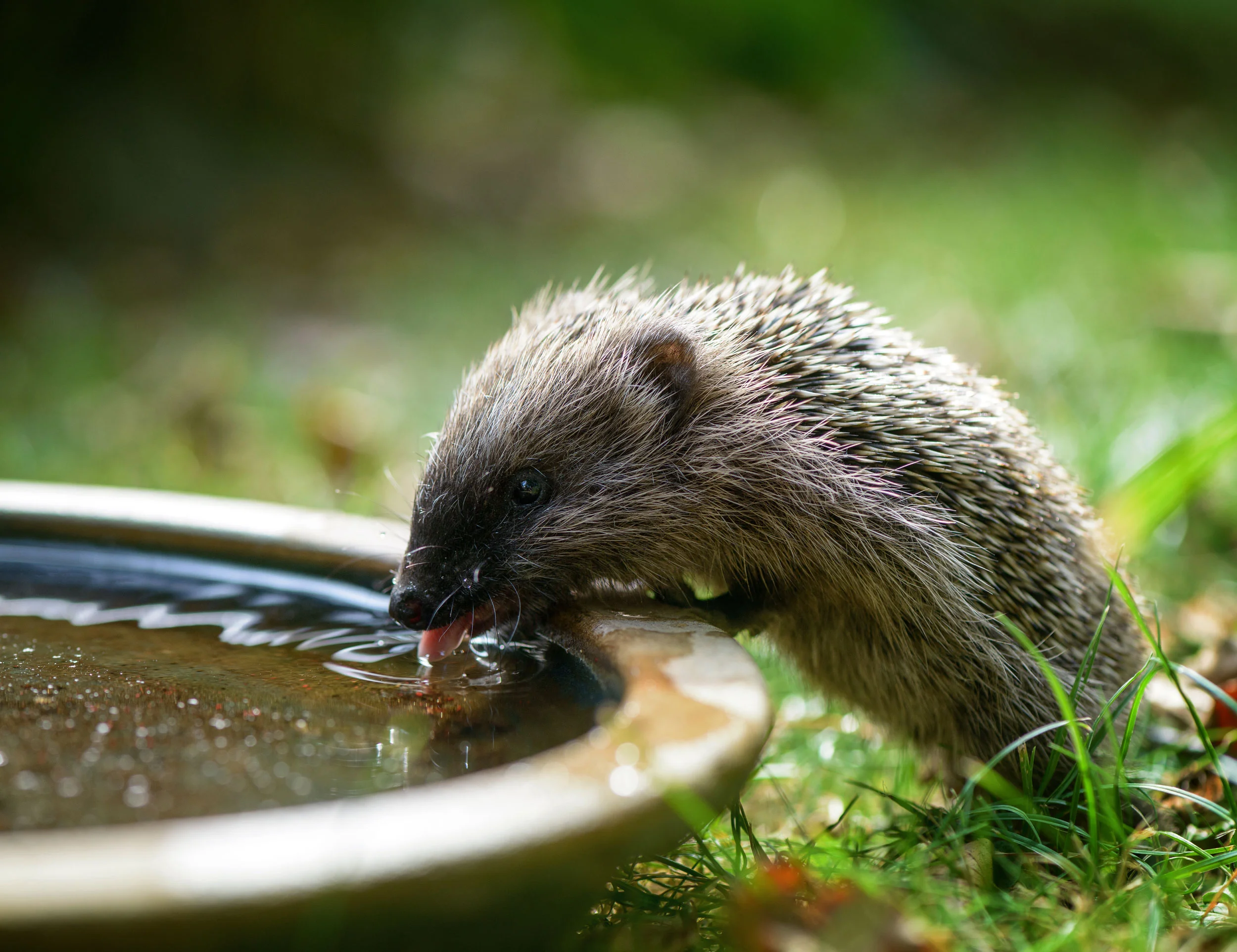 Hedgehog4.jpg