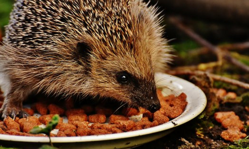 How To Attract Hedgehogs Prickles Paws