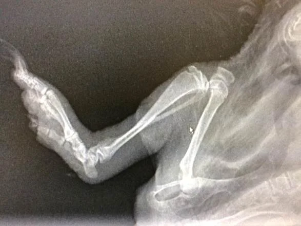 Healthy Hedgehog X-ray