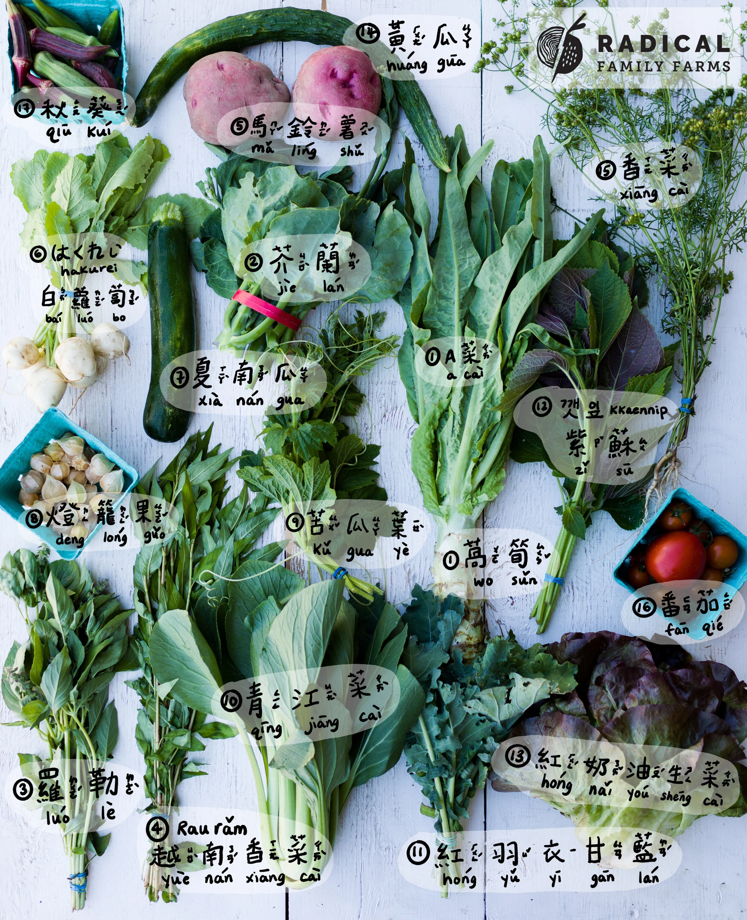 CSA 2020 Week 3 - BUNNIES