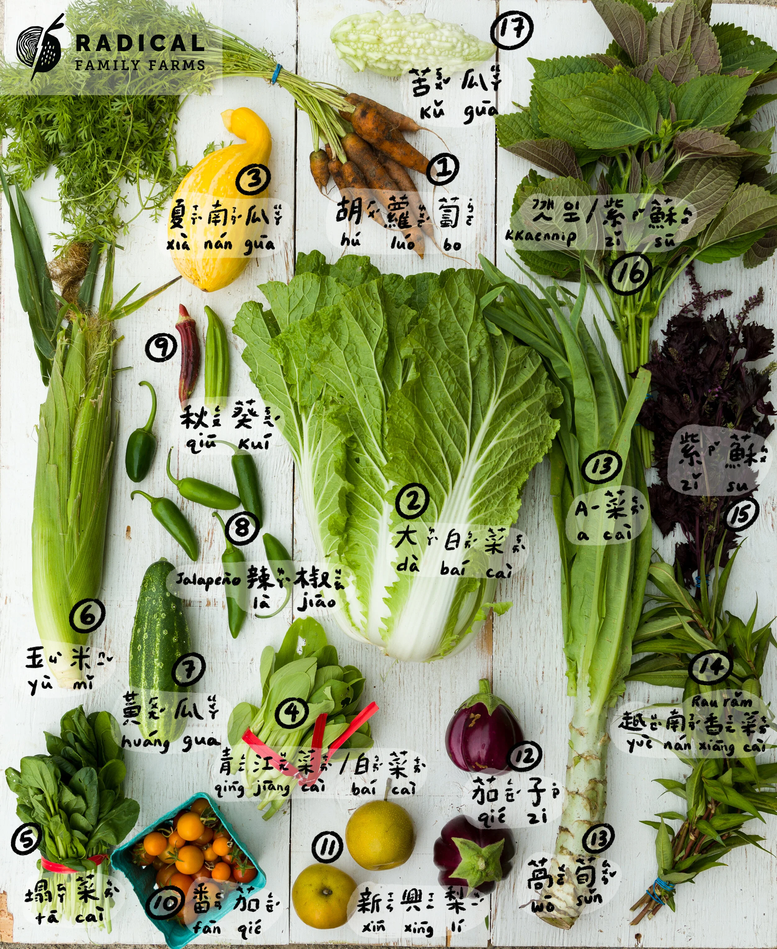 CSA 2020 Dragons Week 10