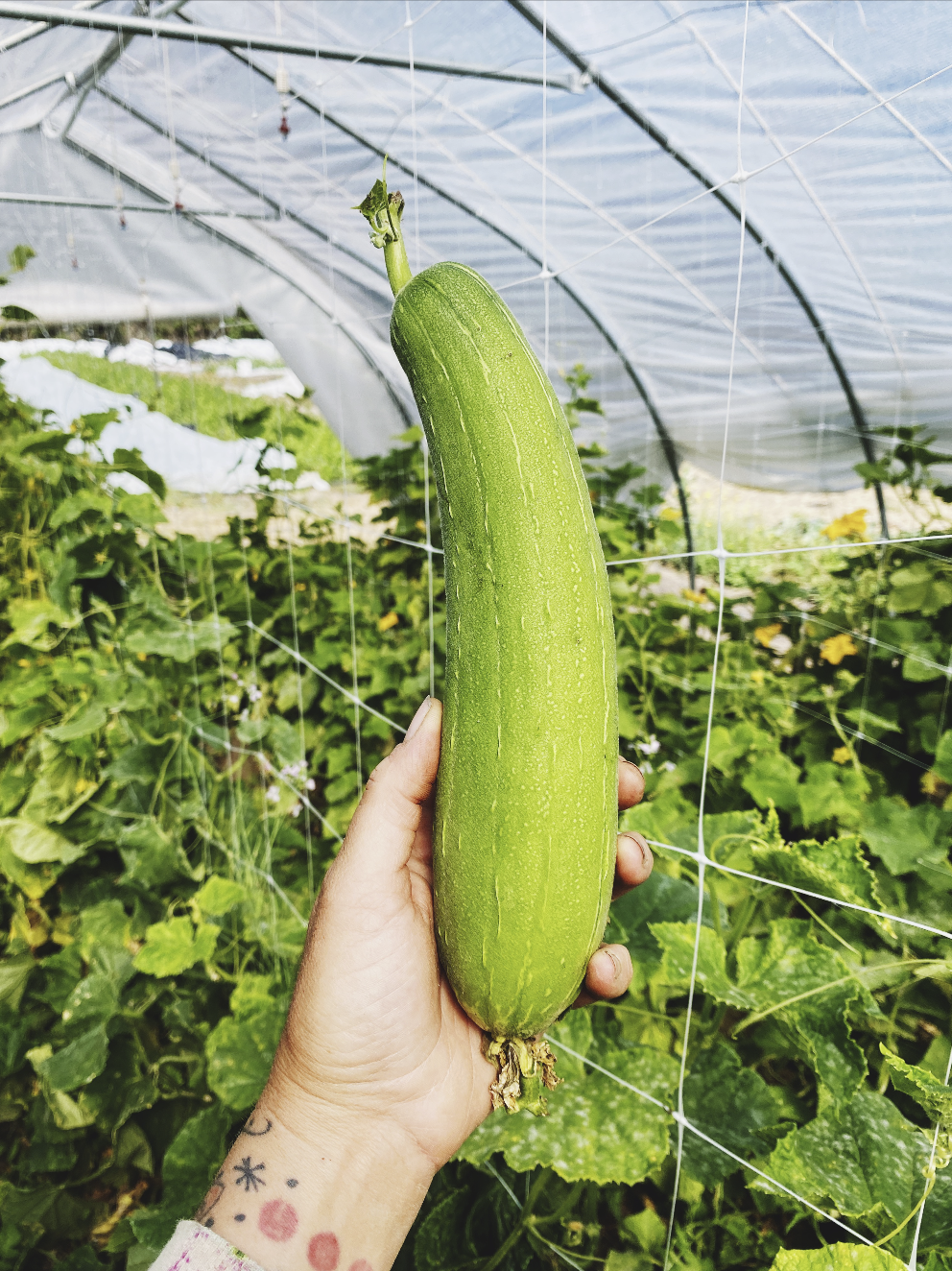 Luffa / Sponge Gourd / 丝瓜	/ Sī Guā Recipes!