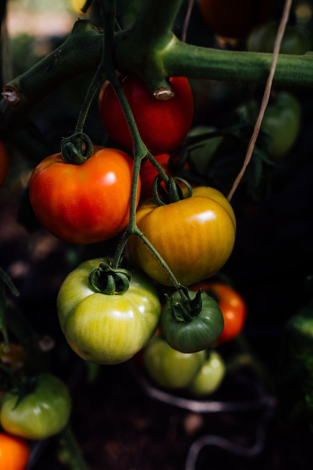 Tomato/番茄/fān qié 