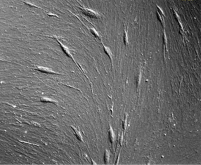 High resolution bright-field image of cells on CELLvo™ Matrix. Cells and matrix are both visible in bright-field.