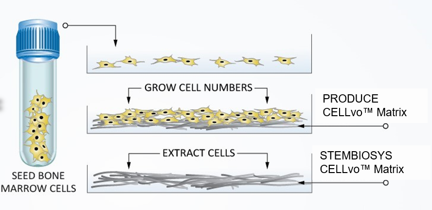 Schematic of our production method for CELLvo™ Matrices. For detailed methods, see our published manuscripts .