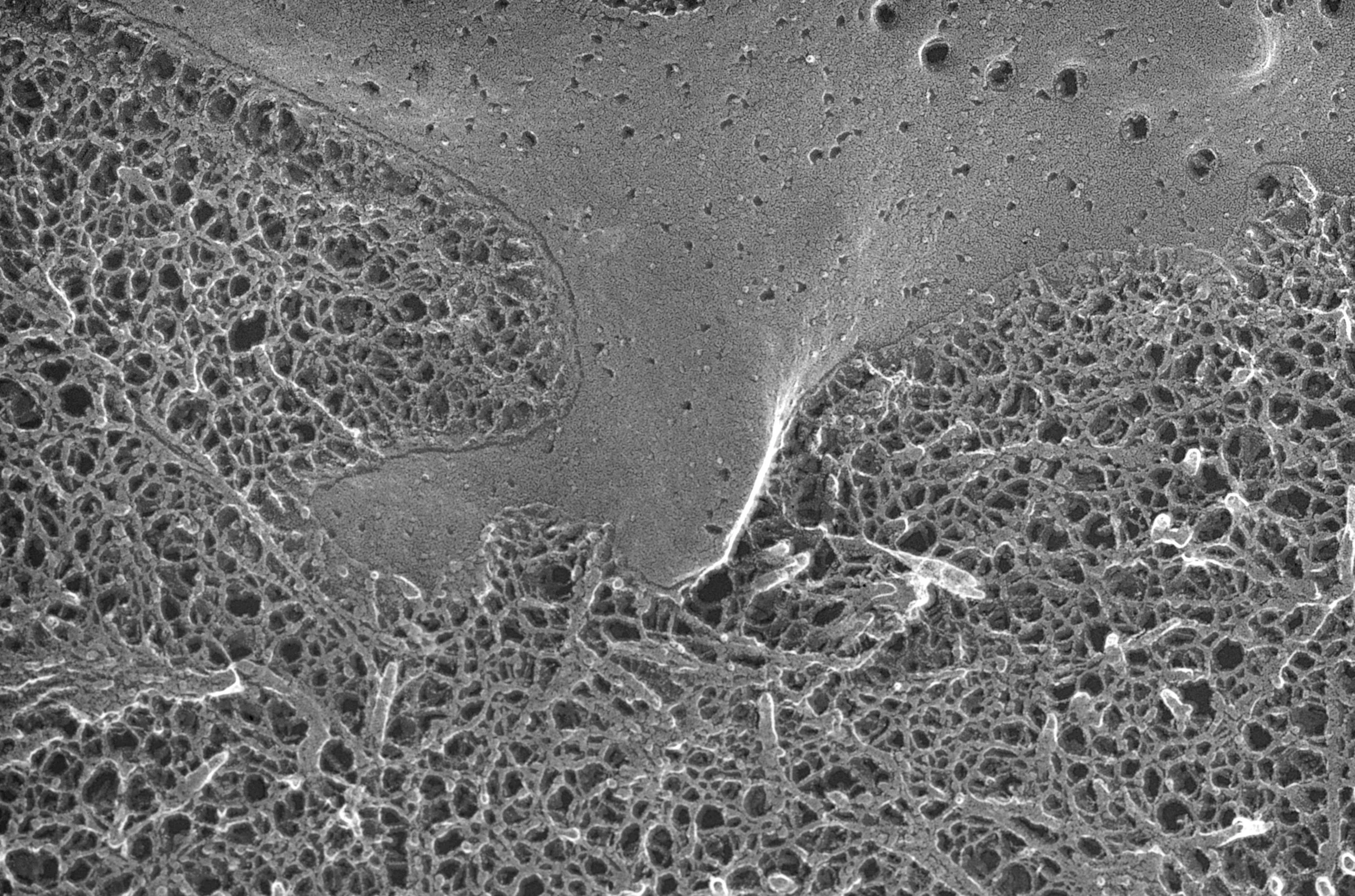 Image courtesy of Robert Mecham. Freeze fracture image of cell surrounded by extracellular matrix in native tissue. In vivo , cells are constantly receiving signals from the surrounding matrix.