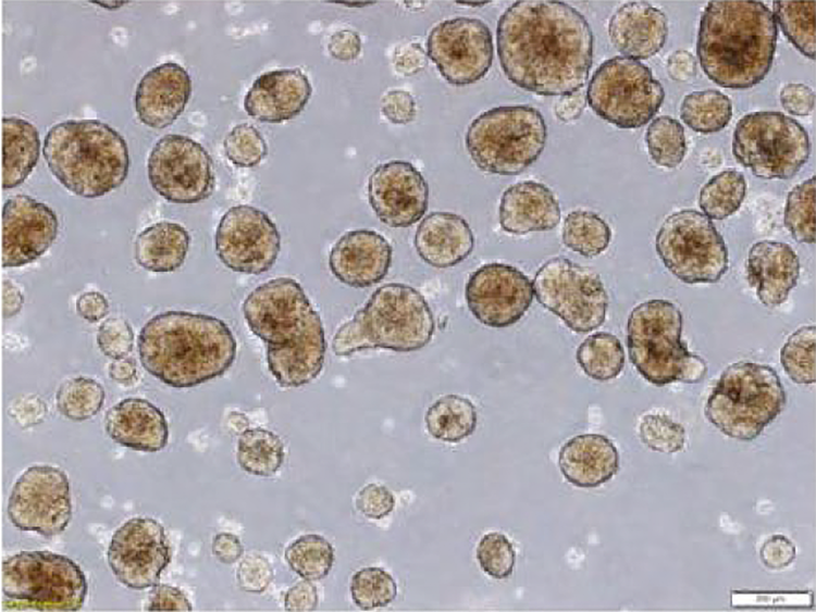 Phase contrast photomicrographs of islet cells