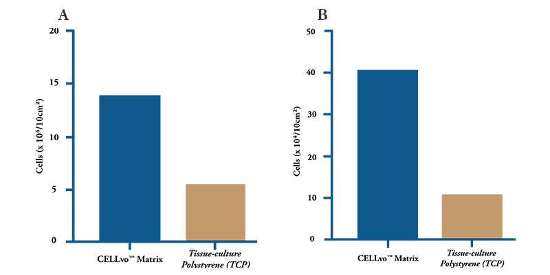 Cell expansion on different substrates for a set length of time. (A) P0 cells were cultured on CELLvo™ Matrix and tissue culture polystyrene for 8 days, and cell numbers were counted. (B) P1 cells were cultured on CELLvo™ Matrix and tissue culture polystyrene for 6 days, and cell numbers were counted. Data are presented as mean ± SD (n  3, ***p &lt; 0.005)