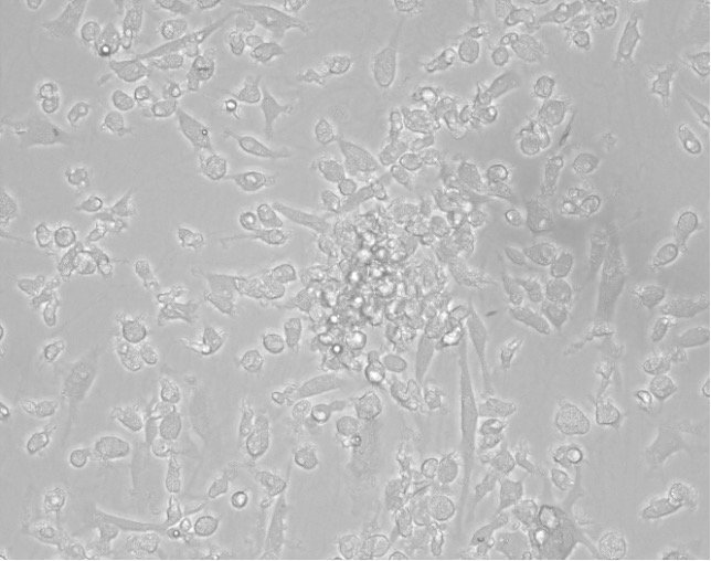 Microglia