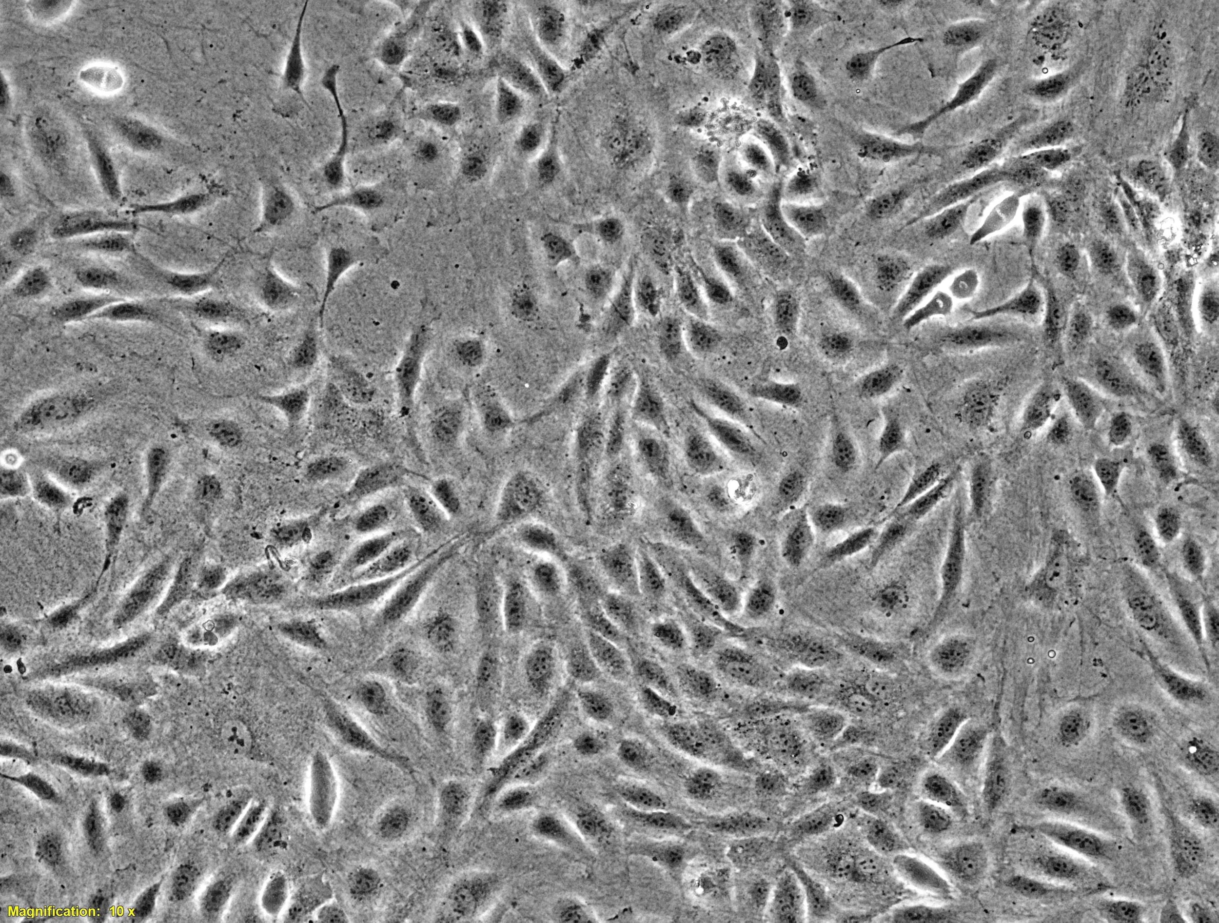 12.15.23_EPC 23-03 P3 D3_BrightFieldA.jpg