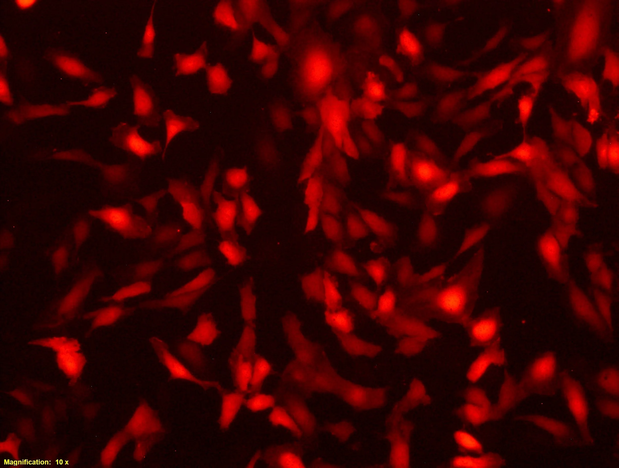 12.15.23_EPC 2303 P3 D3_fluoresecentA (edited).jpg