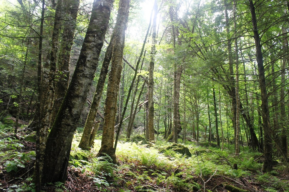 foret4.jpg