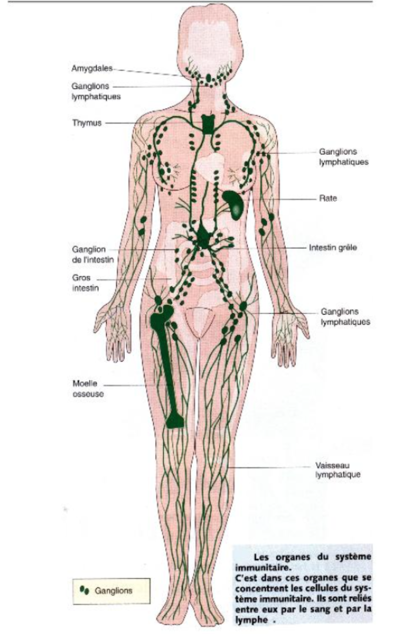 Les organes du système immunitaire