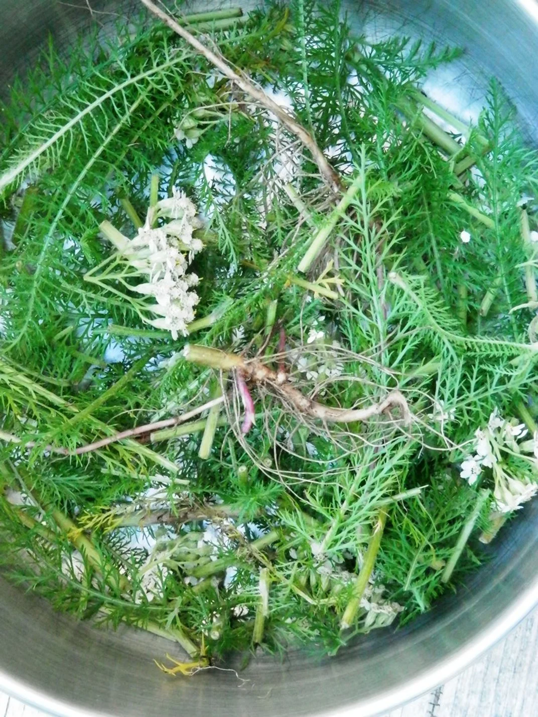 plante fraiche ou séchée — LA MÉTISSE