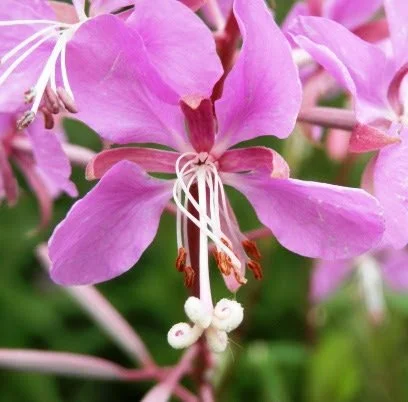 fleur d'épilobe