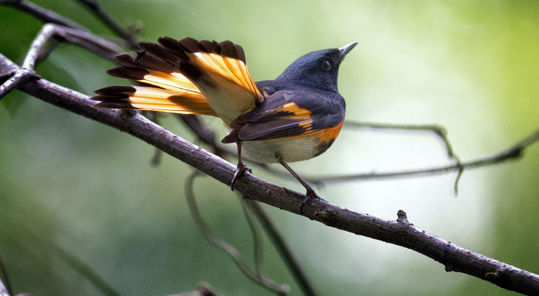  American Redstart | Audubon Field Guide 