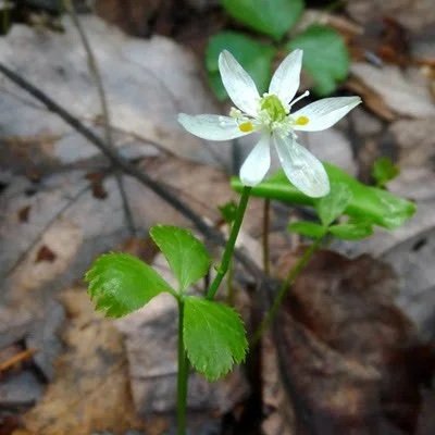 coptis_trifolia_6.jpg