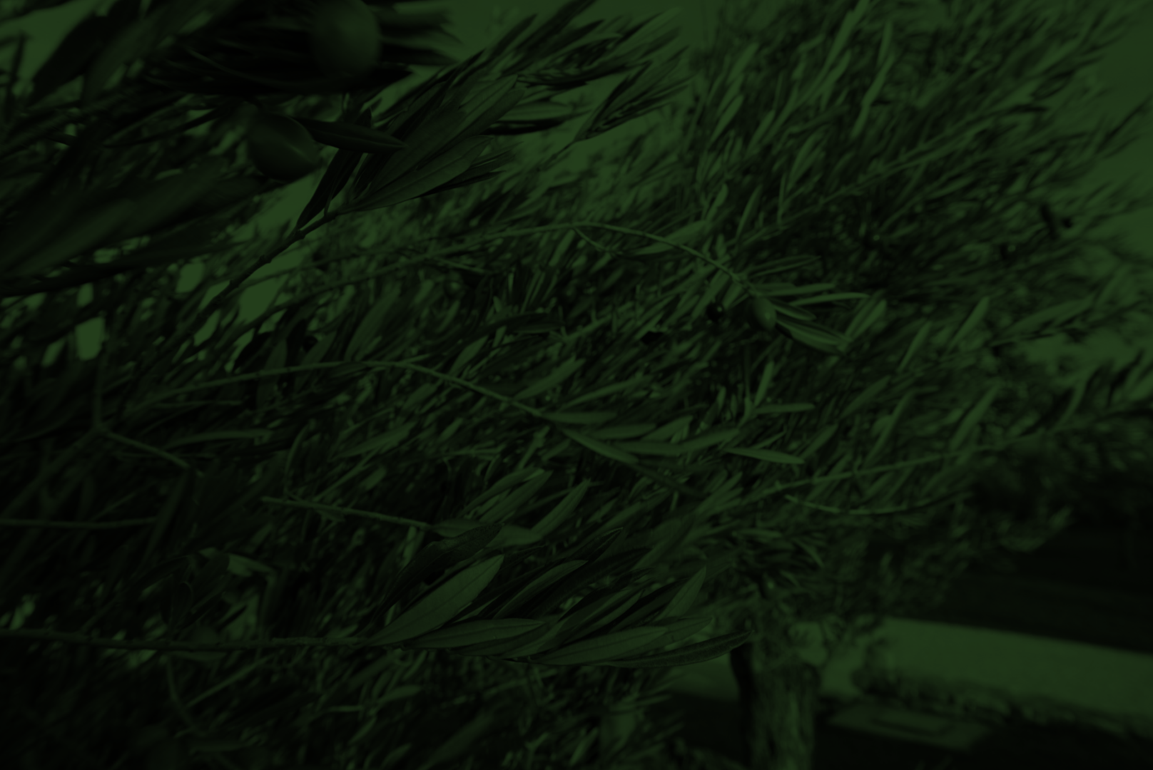 tree-v3.png
