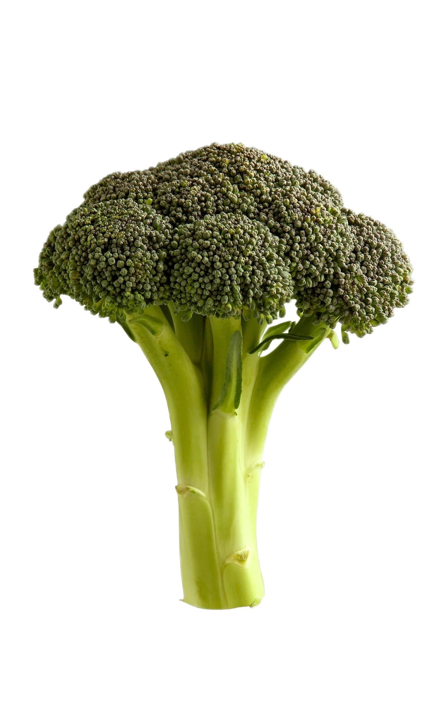 Final_broccoli-copy-WEB.jpeg