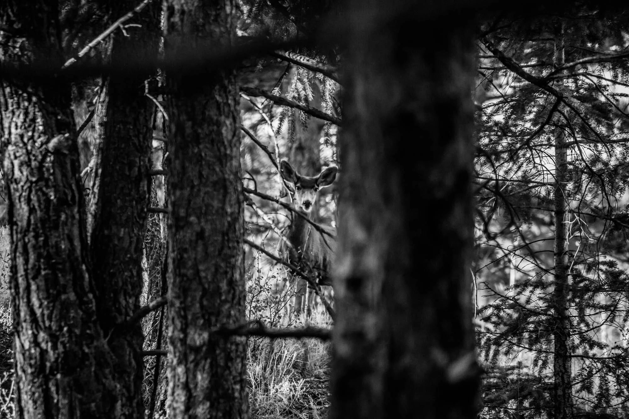 _MG_1525-WEB.jpg