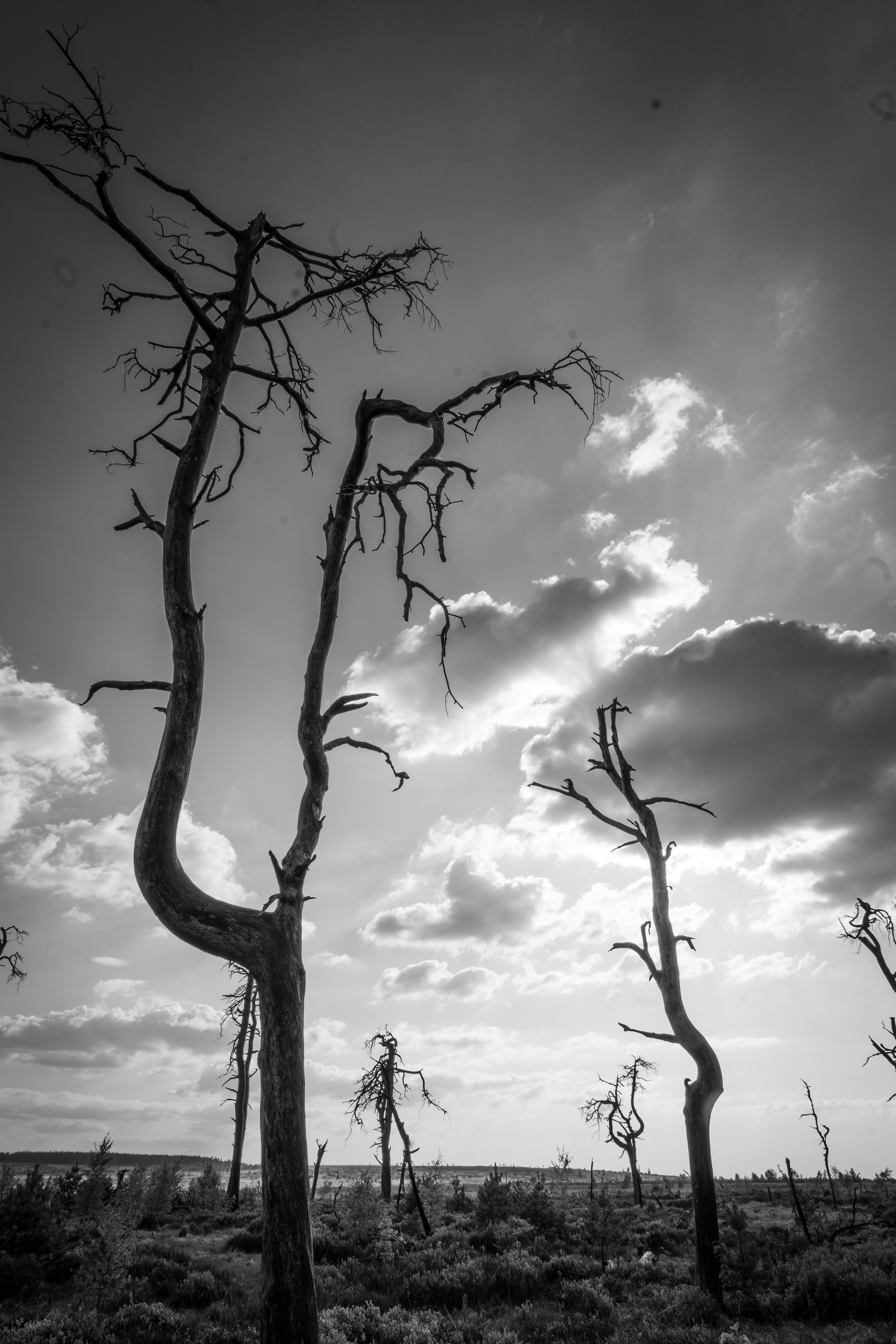 City of death trees - J.PEDROMINGOCREATIVE© 10.jpg