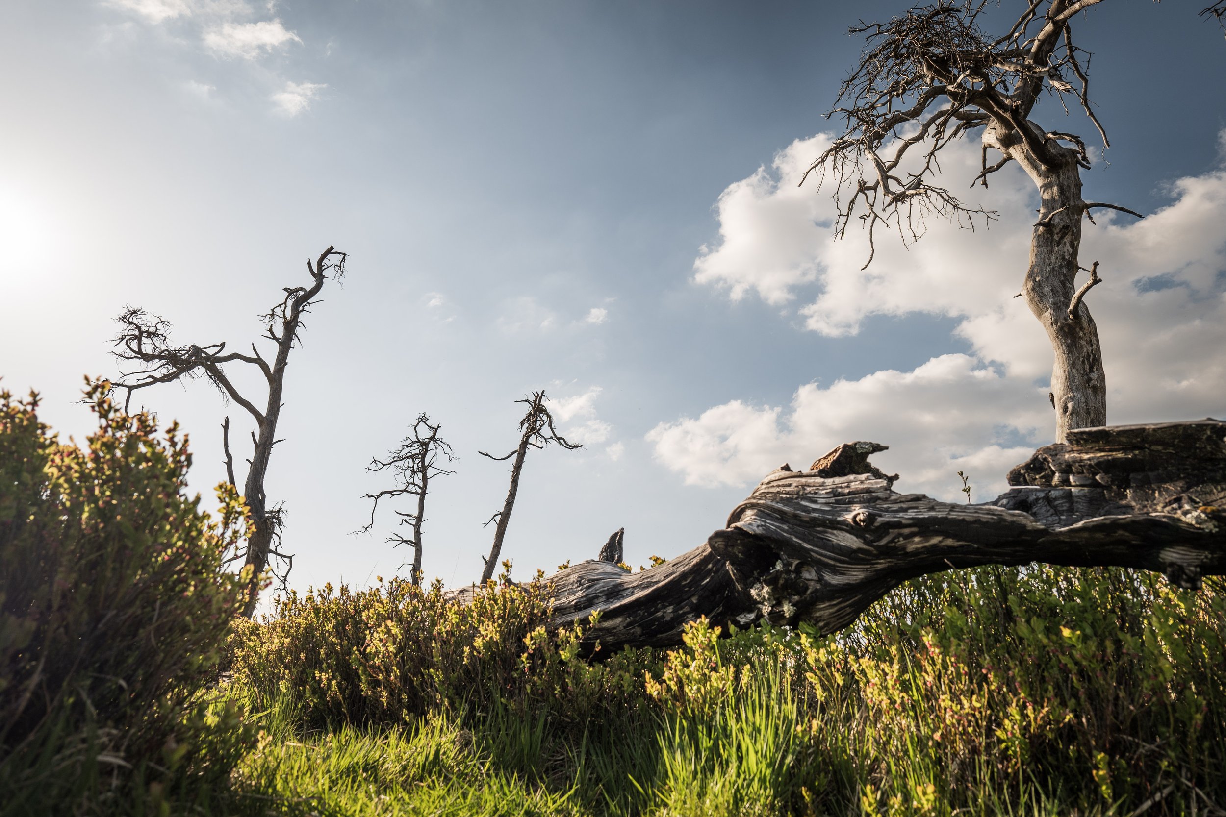 City of death trees - J.PEDROMINGOCREATIVE© 3.jpg