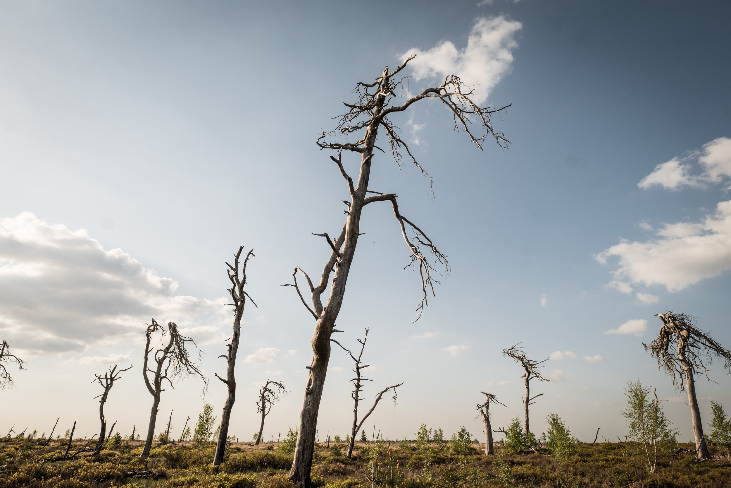 City of death trees - J.PEDROMINGOCREATIVE© 12.jpg