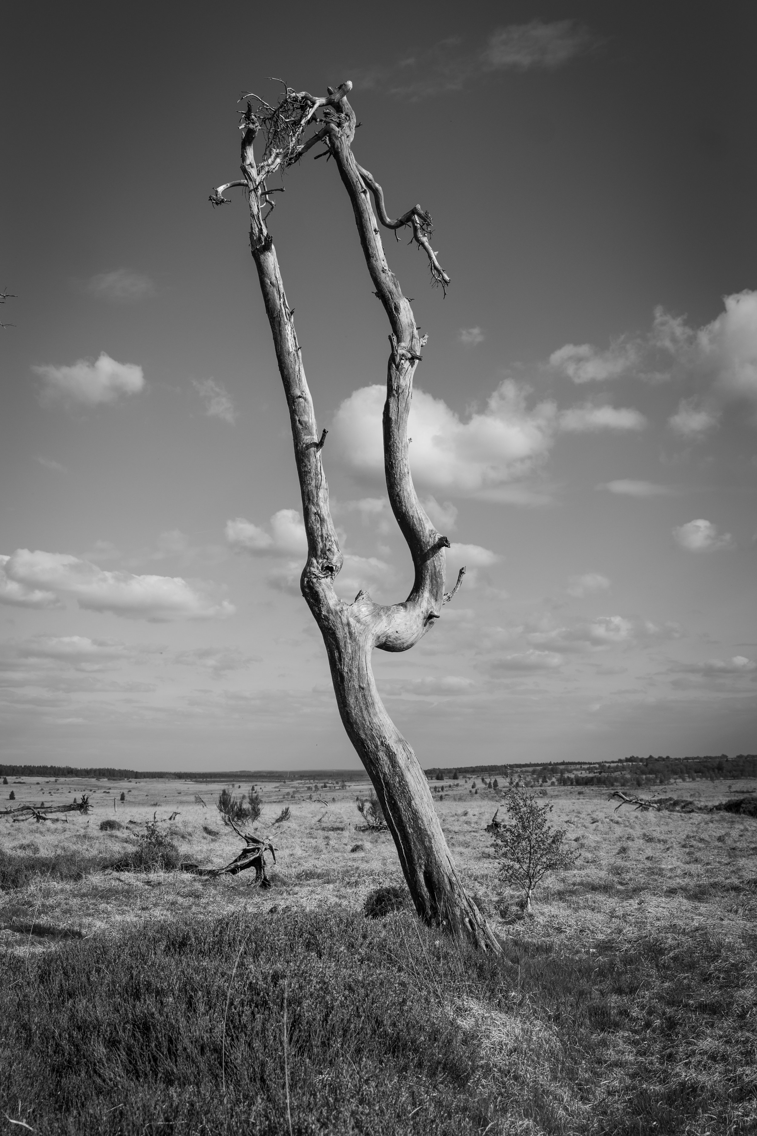 City of death trees - J.PEDROMINGOCREATIVE© 2.jpg