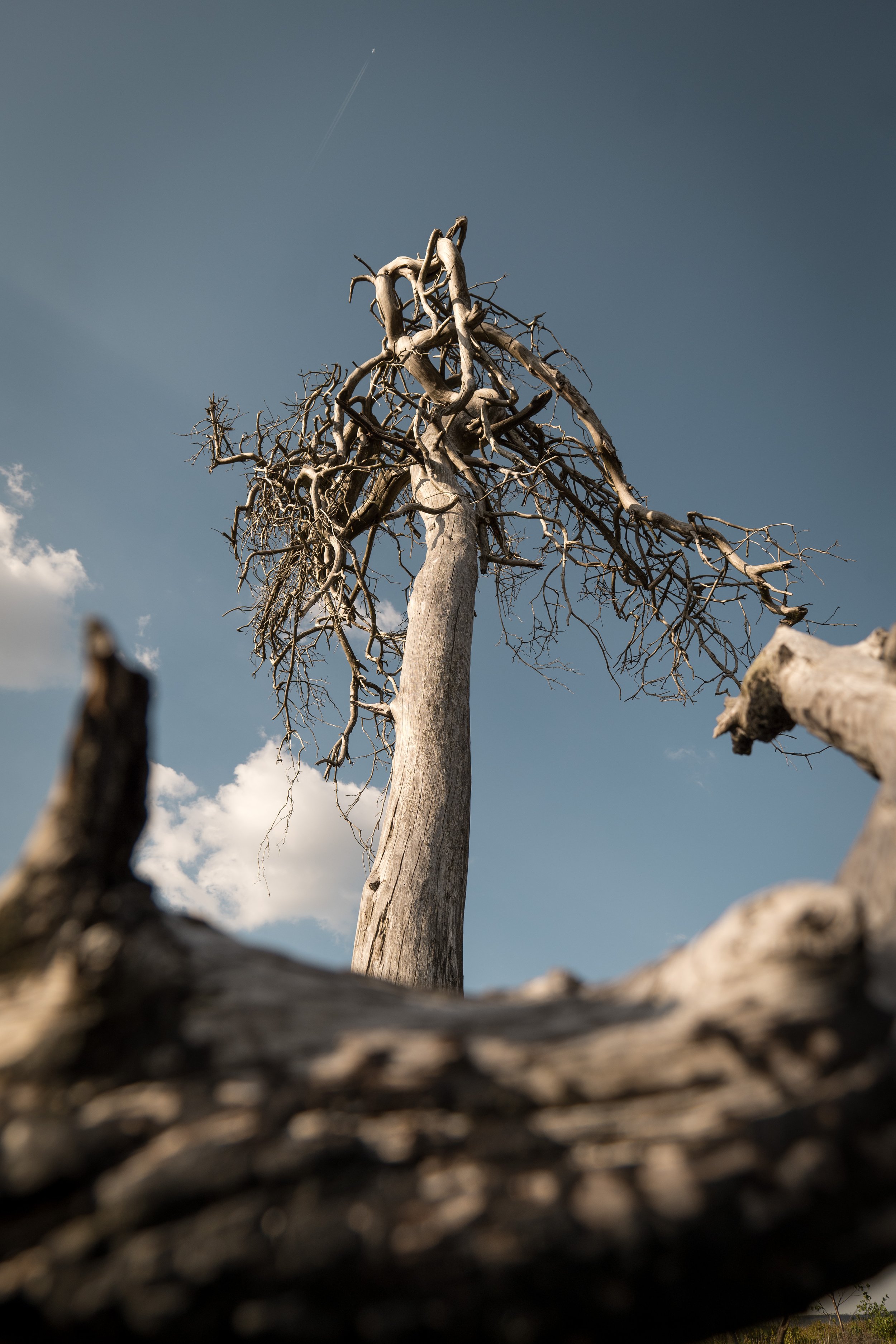 City of death trees - J.PEDROMINGOCREATIVE© 6.jpg