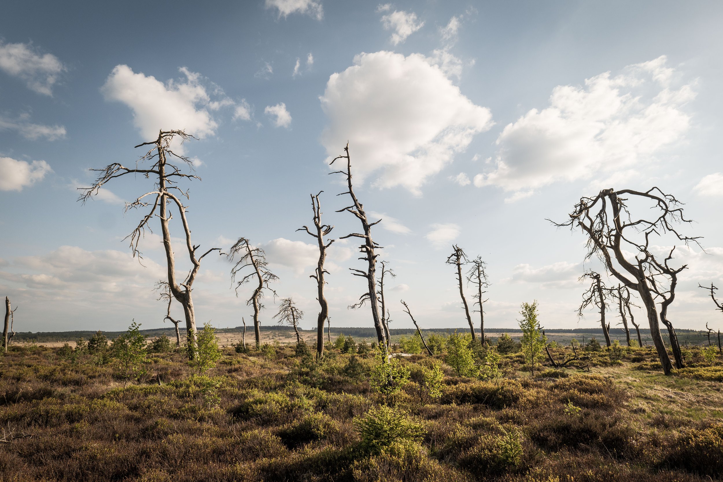 City of death trees - J.PEDROMINGOCREATIVE© 8.jpg