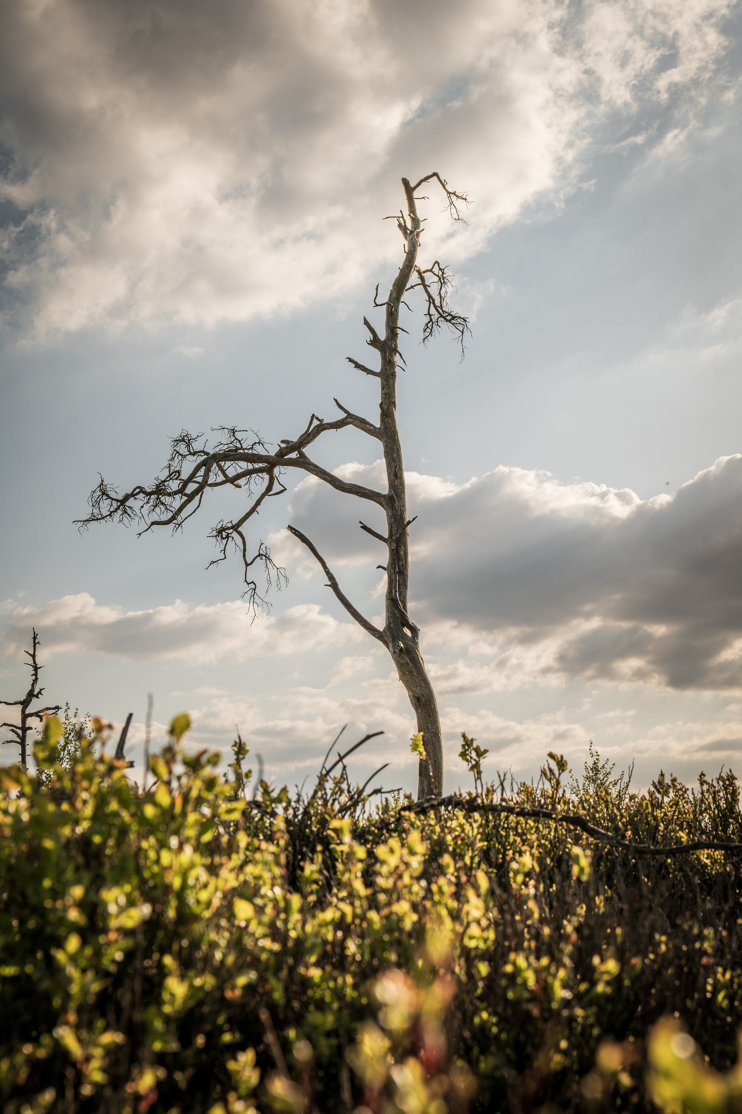 City of death trees - J.PEDROMINGOCREATIVE© 14.jpg