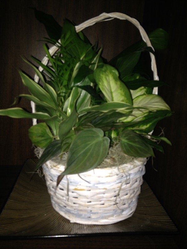 Plant Arrangement 6