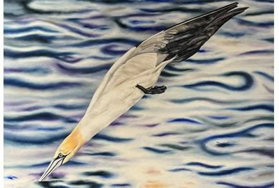 Sara Hill | Forces of Nature