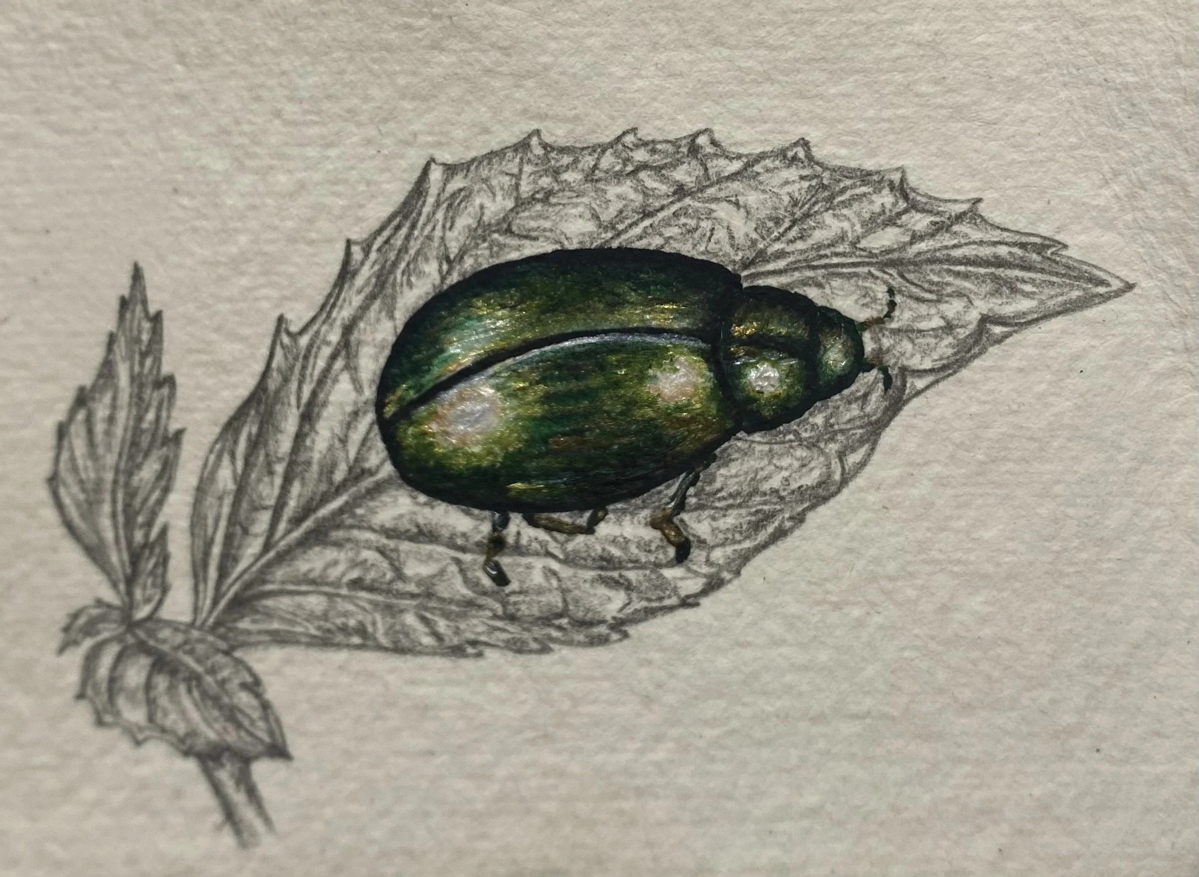 Mint Beetle.jpeg