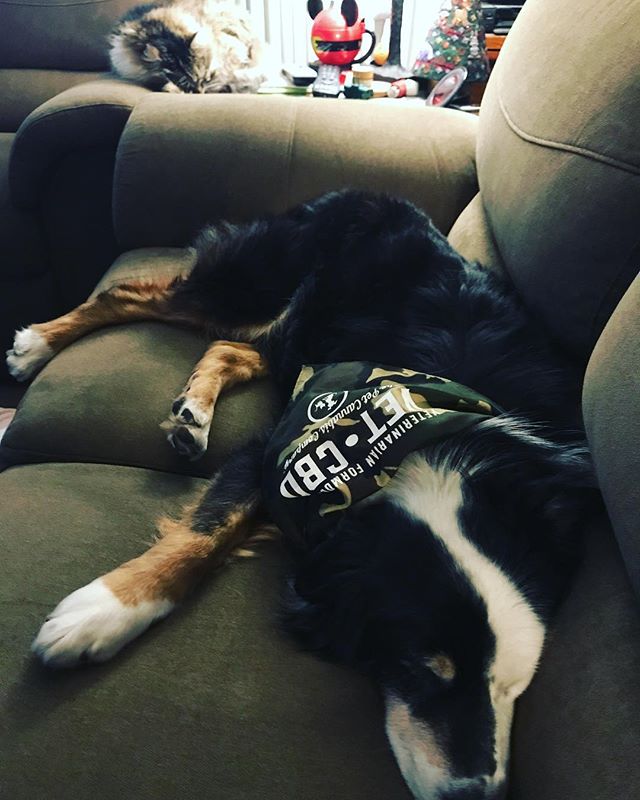 @vetcbd @sierravetcbd Thanks for the bandanna 🙏🏼Happy Holidays 🎄