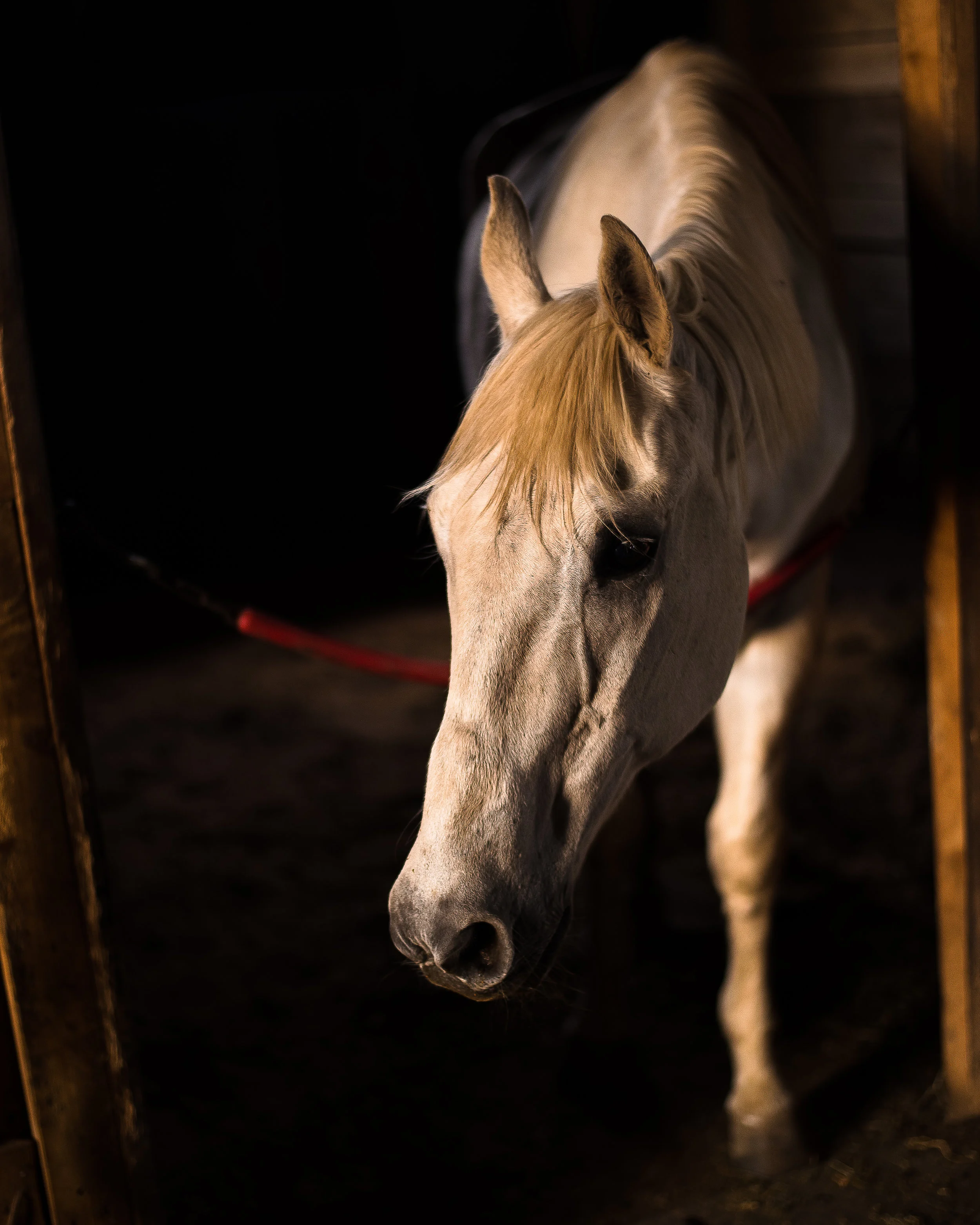 Grey Horse