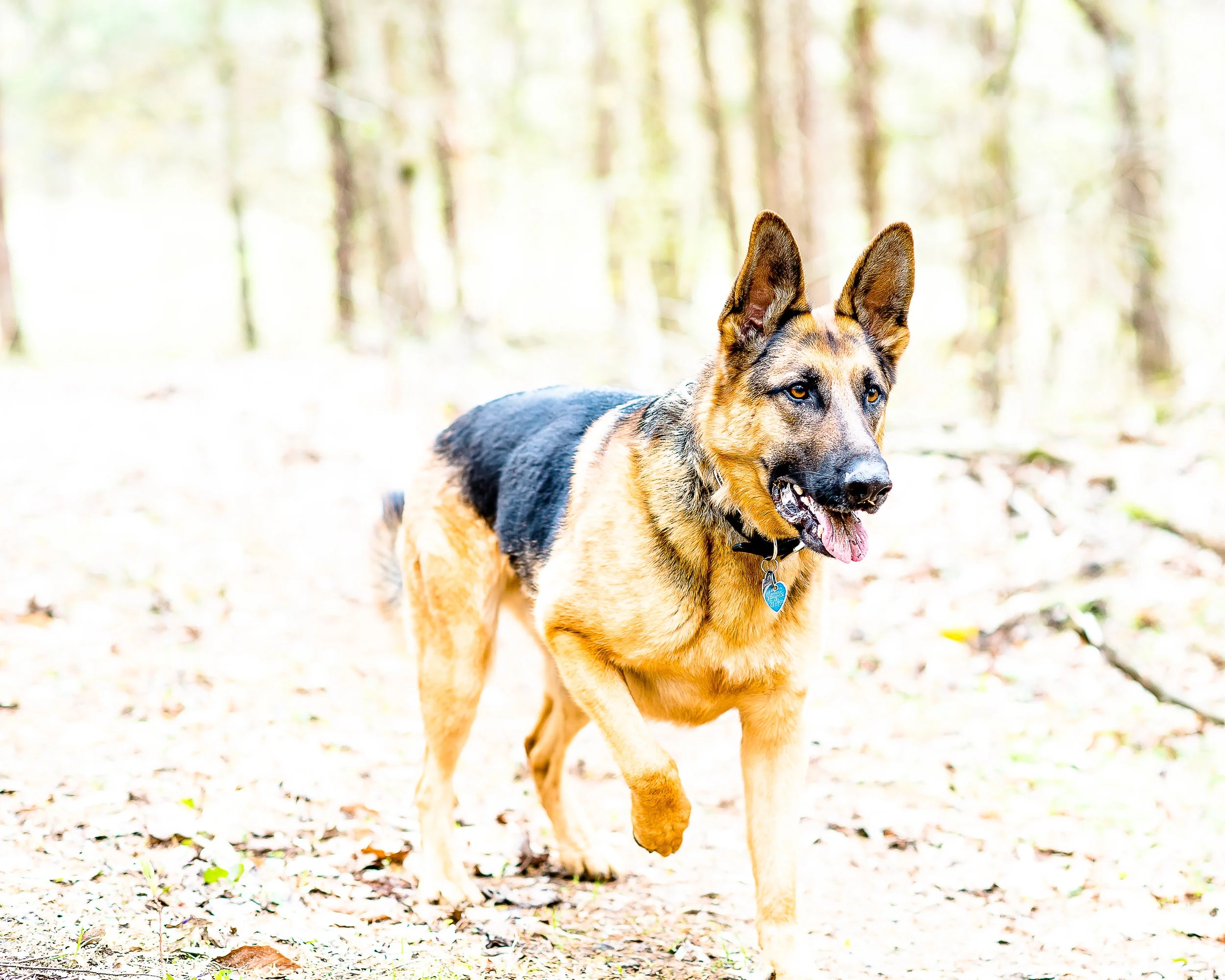 Kaiser (1 of 1).jpg