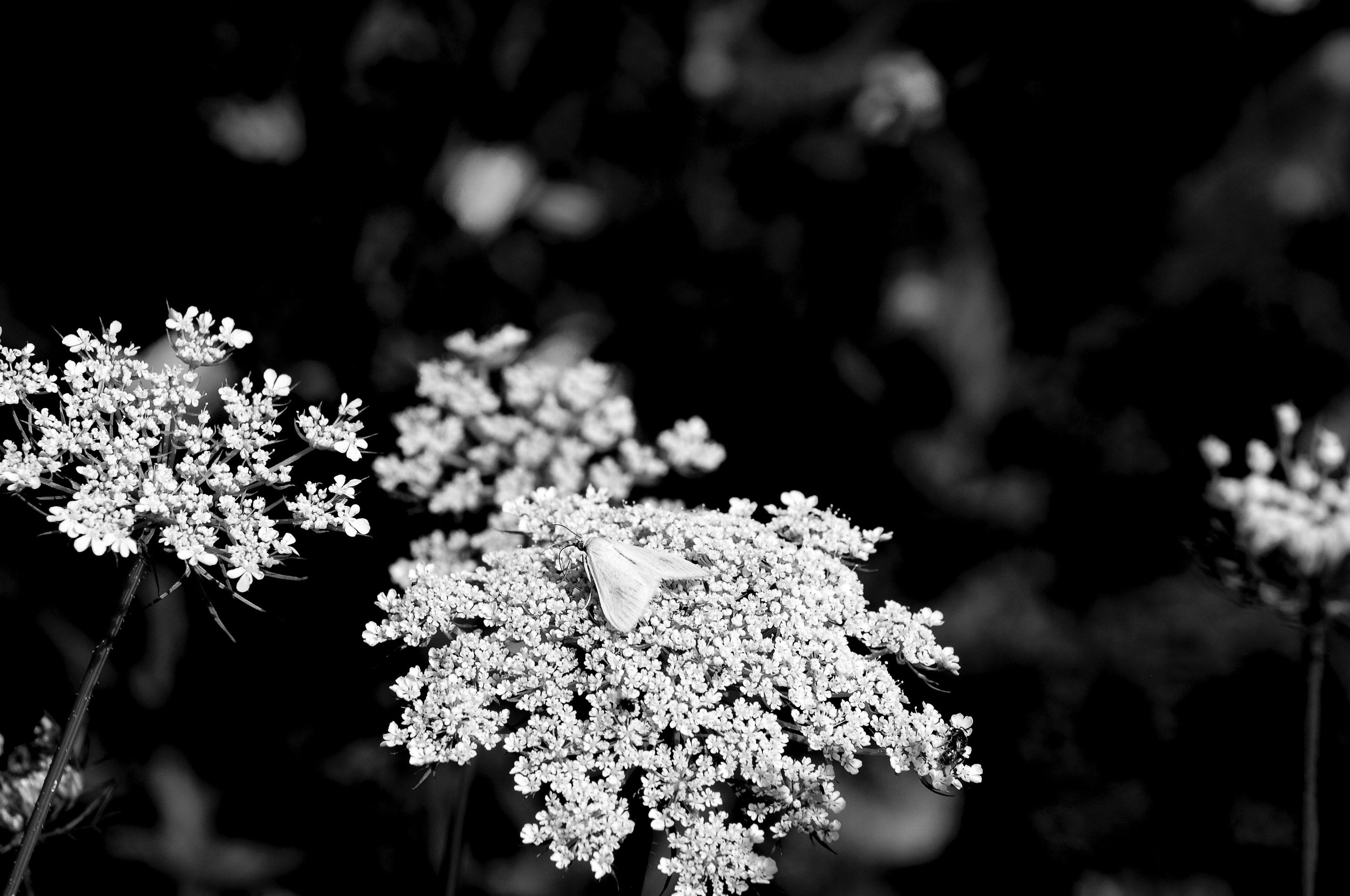 DSC_2691.jpg