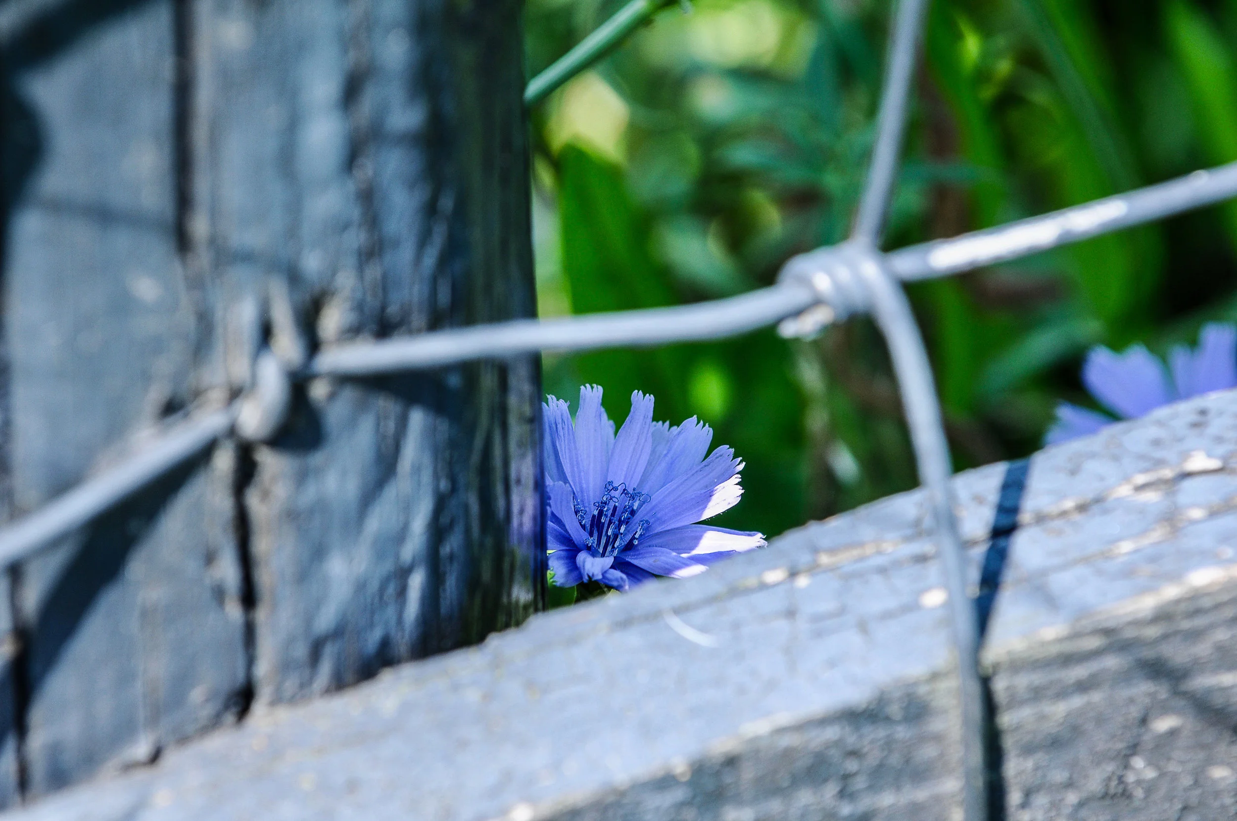 DSC_2703.jpg