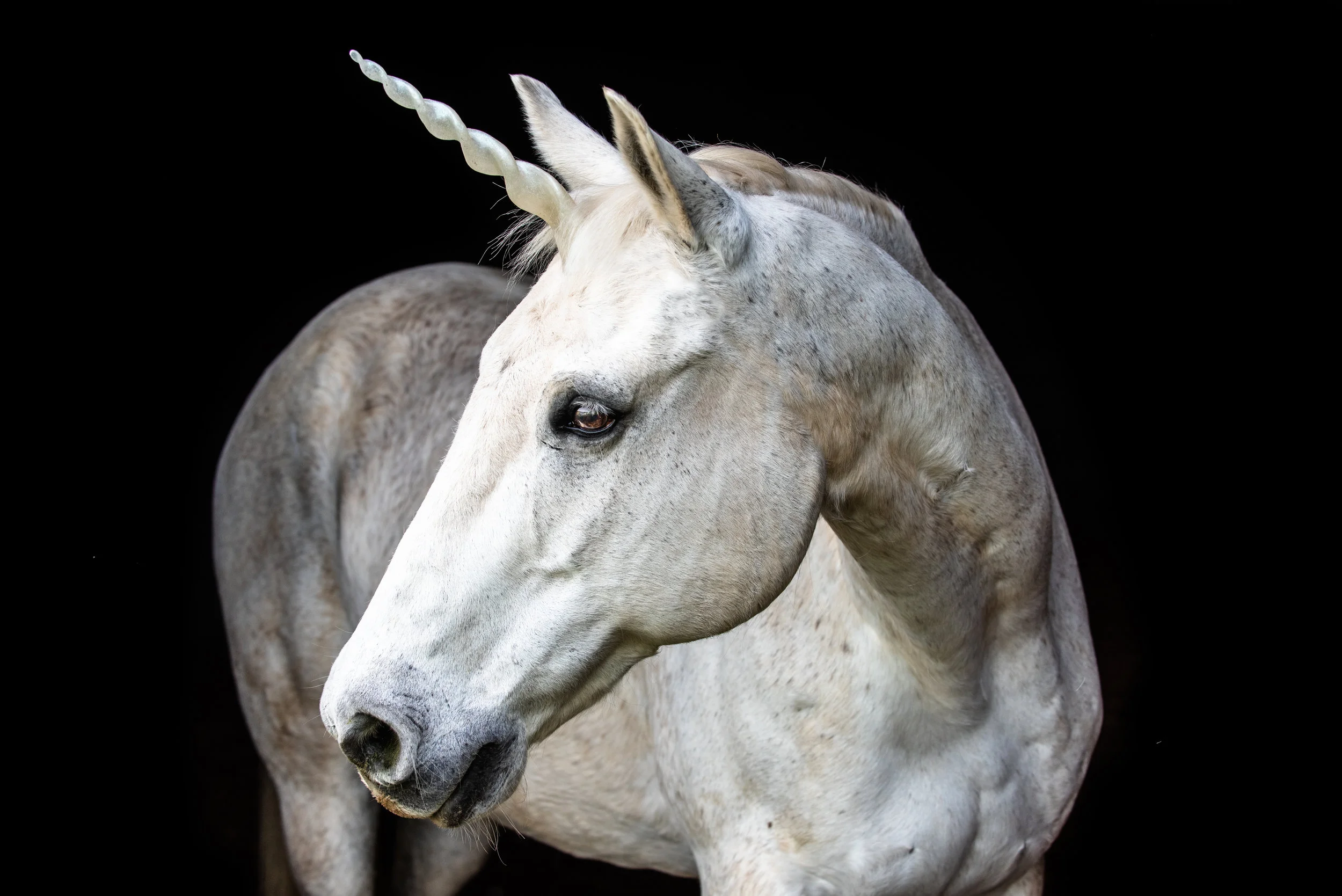 unicorn