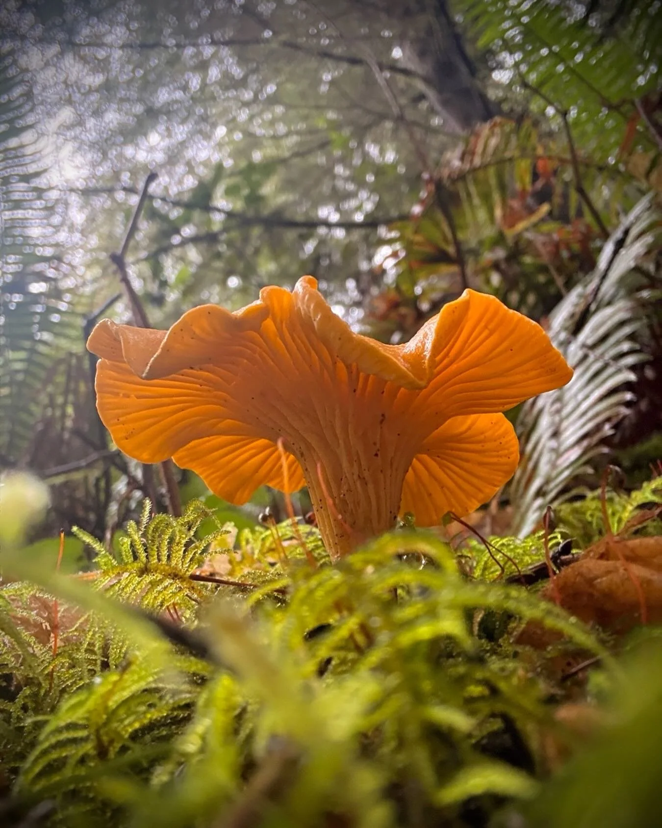 Forest fungi bathing