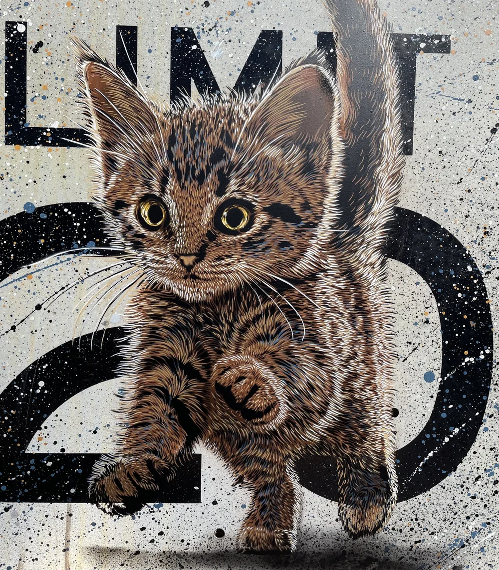 The Playful Kitten — SMiLE
