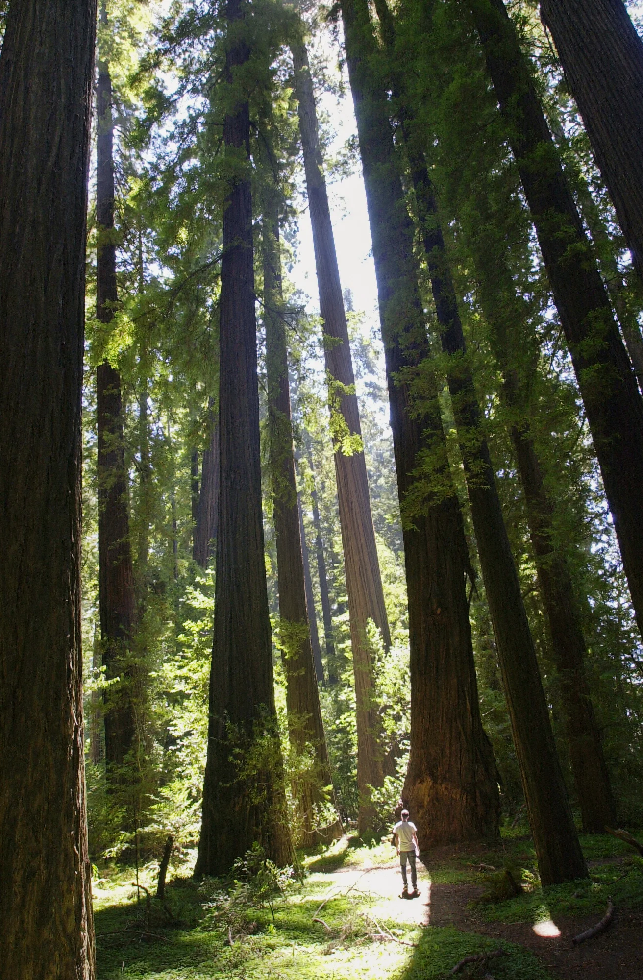 rob+walk+through+redwoods.jpg