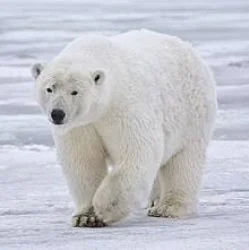 Polar bear JPG 250.jpg