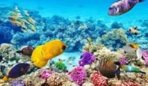 Great Barrier Reef.jpg