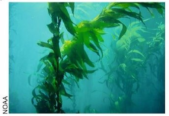 OceanHeatWave kelp.jpg