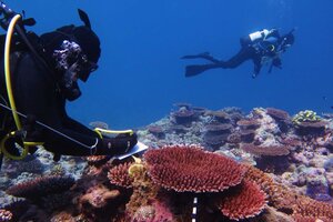 Rowley Shoals coral.jpg