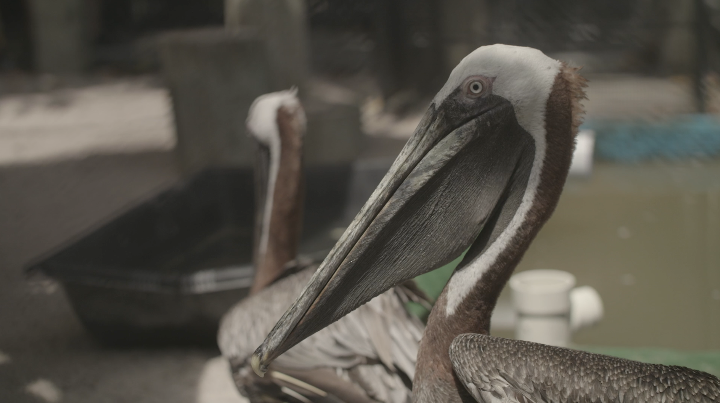 A 15 year love affair between same-sex pelicans