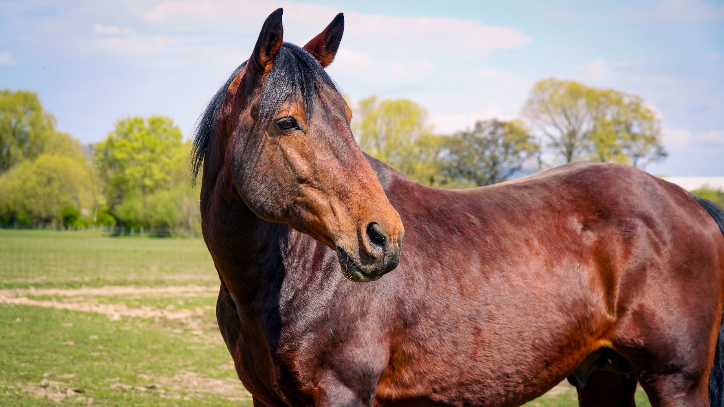 Cleveland Bay — DiscoverTheHorse